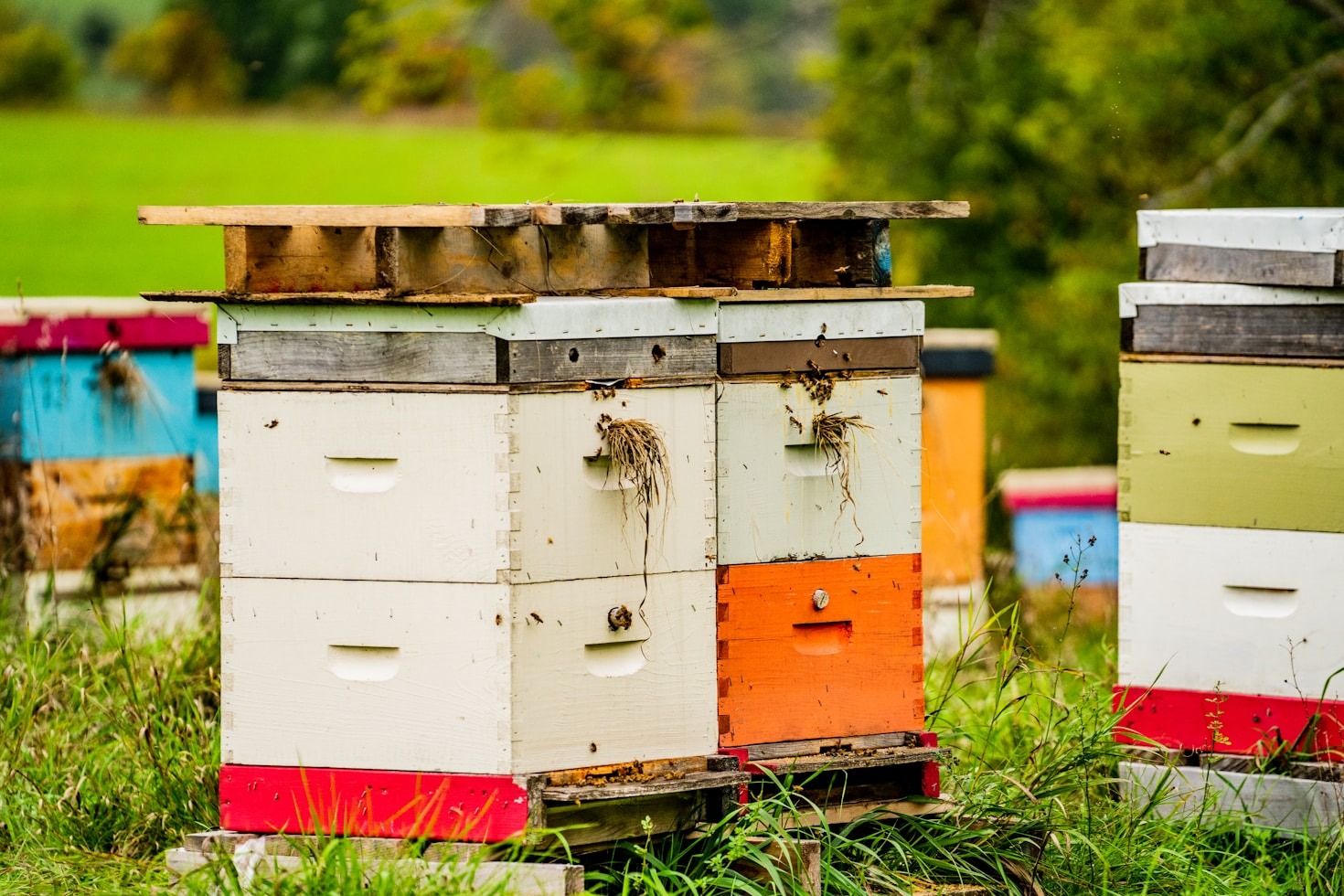 Preparing Your Hives for Minnesota Winters