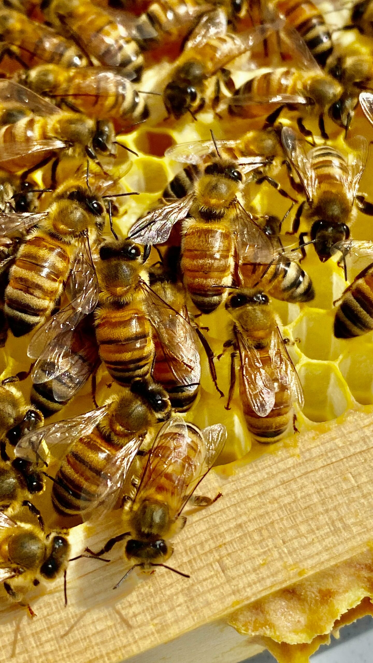 Top Tips for Spring Beekeeping in Minnesota