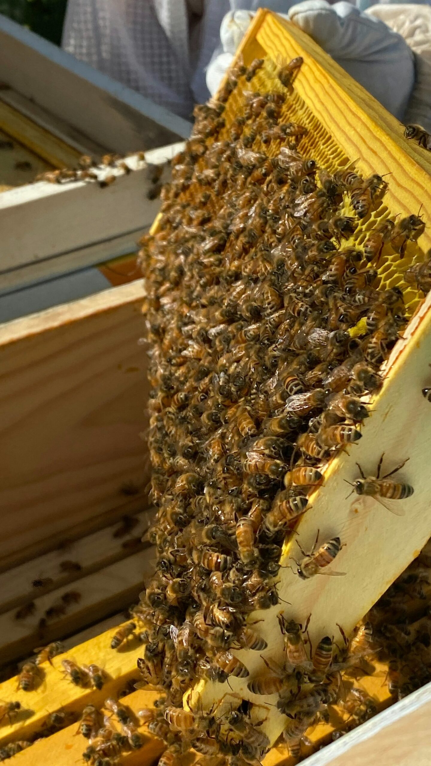 Exploring Minnesota’s Unique Beekeeping Challenges