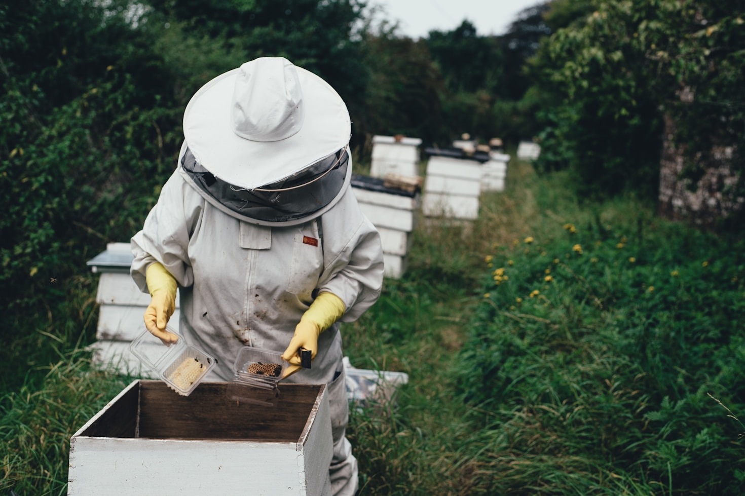 A Guide to Summer Hive Management