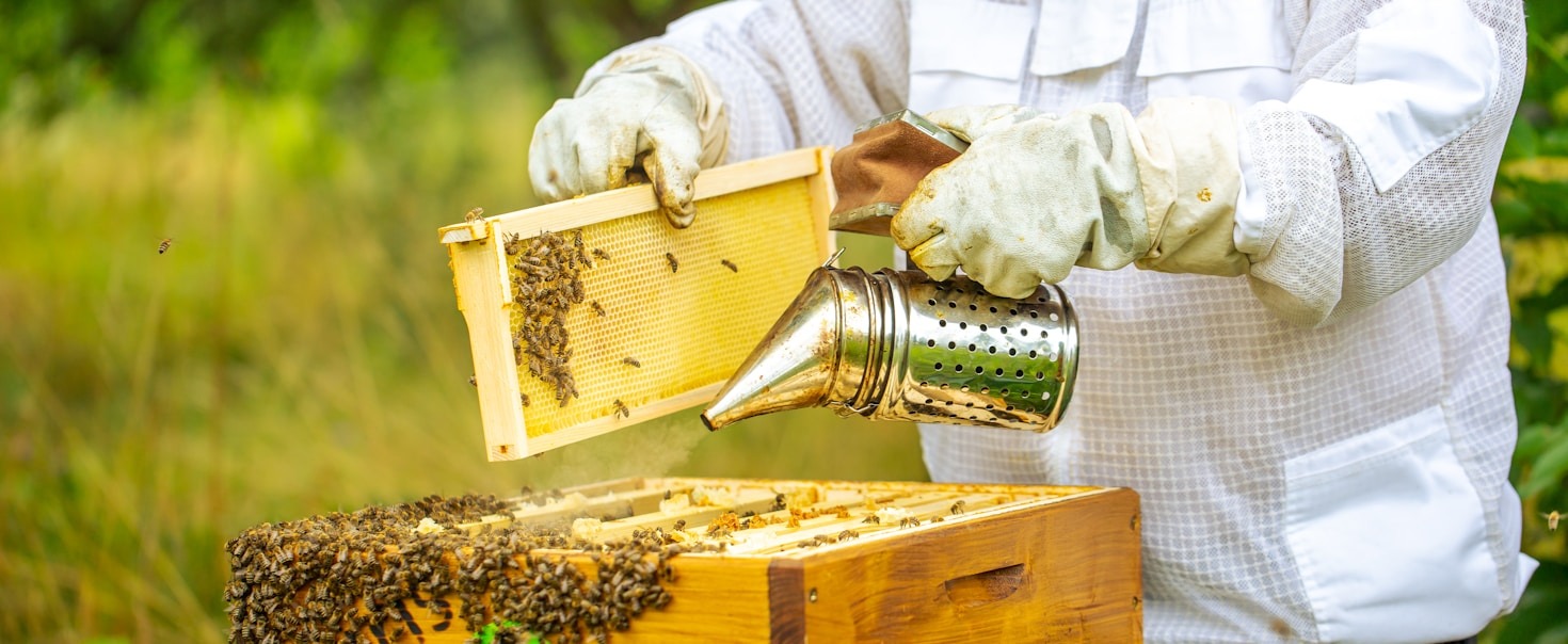 Autumn Beekeeping: Preparing for the Cold