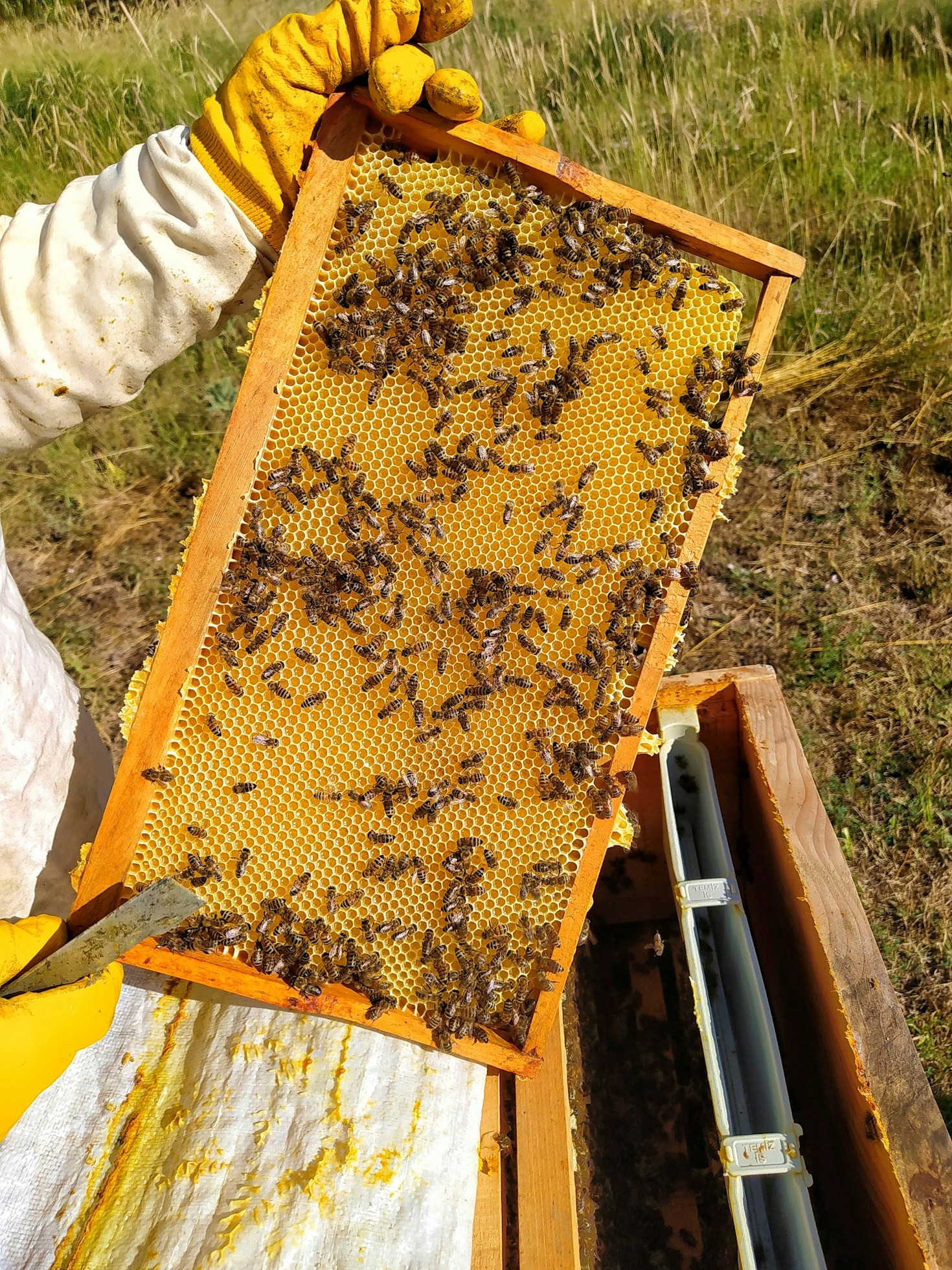 The Benefits of Year-Round Beekeeping Projects