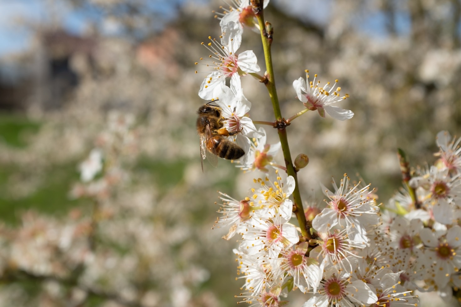 Insights from Minnesota’s Beekeeping Experts